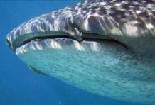 Swim With Whale Sharks In Holbox